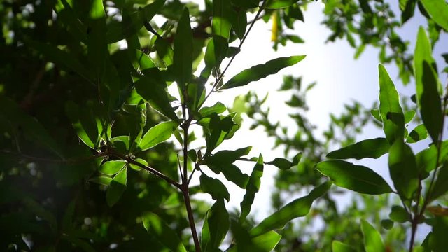 shoot with a7 iii / 18-105 mm 4K 30p
some dreamy looking video of sun blinking behind the leefs.