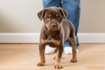 A small rottweiler puppy standing in front of its owner while looking at the camera