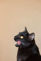 A profile of a black cat licking his lips