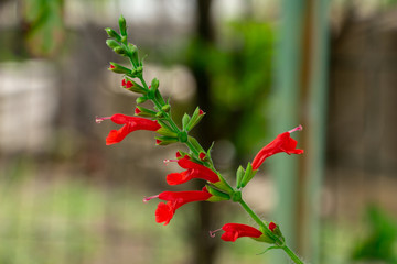 Tropical sage (Salvia coccinea) flowers - Davie, Florida, USA
