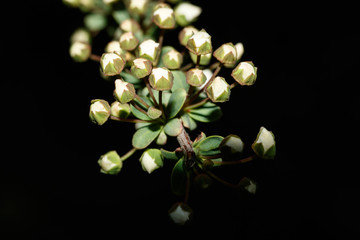 ユキヤナギの蕾