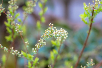 ユキヤナギの蕾
