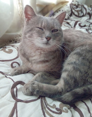 The cat is lying on the bed