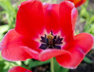 Fototapeta premium Red hibiscus flowers.