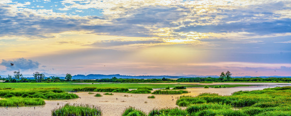 Panoramic landscape scenery of marsh wetland full of grass with heron looking for fish during sunset at Thalaynoi, Phatthalung, Thailand