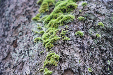 Blurred for background.Green mos on Trunk background,Trunk With Green Mos.