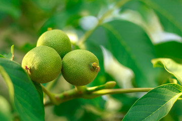 Walnut fruit on the tree