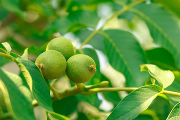 Fruit of a walnut on branches