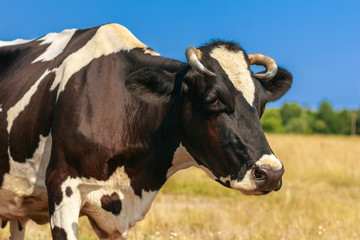 Cow black and white color close-up