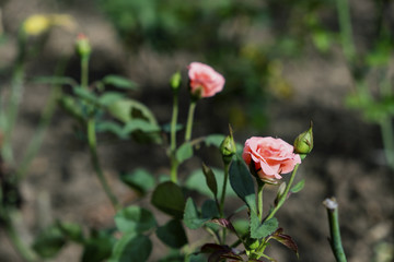 Blurred for Background.Beautiful close-up of Orange rose with green leaves in the rose garden.