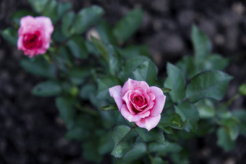 Blurred for Background.Beautiful close-up of Pink rose with green leaves in the rose garden.