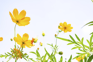 Yellow flower of Mexican Diasy, Sulfur Cosmos, Yellow  Cosmos on white background.