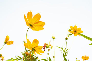 Yellow flower of Mexican Diasy, Sulfur Cosmos, Yellow Cosmos on white background.