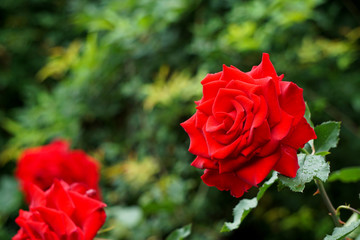 Beautiful red roses on rainy day. 雨の日に美しい赤いバラ