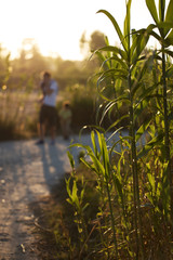 Sun lit common reed (Phragmites australis) near Korrision lake, Corfu island, Greece