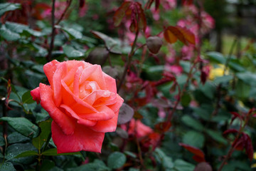 Beautiful pink roses on rainy day. 雨の日に美しいピンク色のバラ