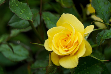 Beautiful yellow roses on rainy day. 雨の日に美しいkiiro 色のバラ