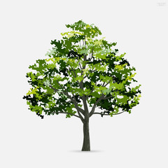 Tree isolated on white background with soft shadow. Use for landscape design, architectural decorative. Park and outdoor object idea for natural articles both on print and website. Vector.