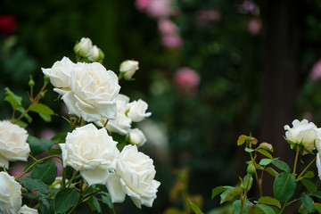 Beautiful white roses on a rainy day   雨の日の美しく白いバラ