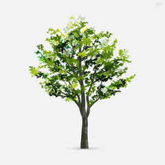 Tree isolated on white background with soft shadow. Use for landscape design, architectural decorative. Park and outdoor object idea for natural articles both on print and website. Vector.