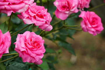 Naklejka na ściany i meble Beautiful pink roses on rainy day. 雨の日に美しいピンク色のバラ