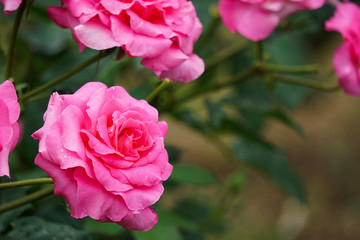 Beautiful pink roses on rainy day.  雨の日に美しいピンク色のバラ