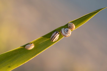 Sea snails (Fulguropsis) on a leaf