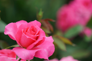 Beautiful pink roses on rainy day.  雨の日に美しいピンク色のバラ