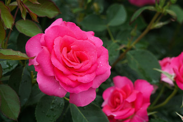 Beautiful pink roses on rainy day.  雨の日に美しいピンク色のバラ