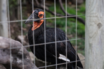 Large black bird in a cage - safari