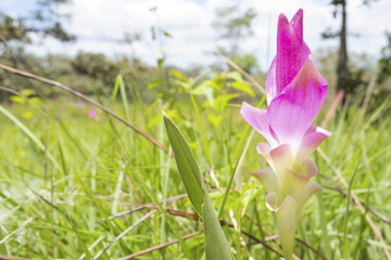 Close up.Siam Tulip flower on green green background.