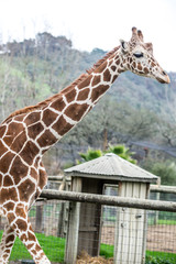 Standing Giraffe - portrait - amazing majestic