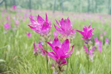 Close up.Siam Tulip flower on green green background.