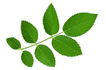 Fototapeta na wymiar Green rose leaf closeup