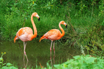Obraz premium Greater Flamingo beautiful pink big bird in water in the nature habitat.