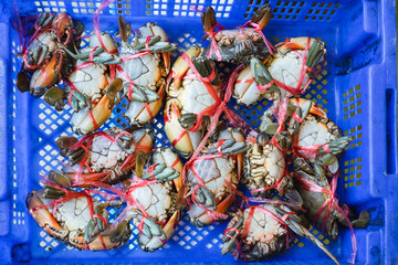 Many raw serrated mud crab tied with red rope in blue basket for cooking seafood.