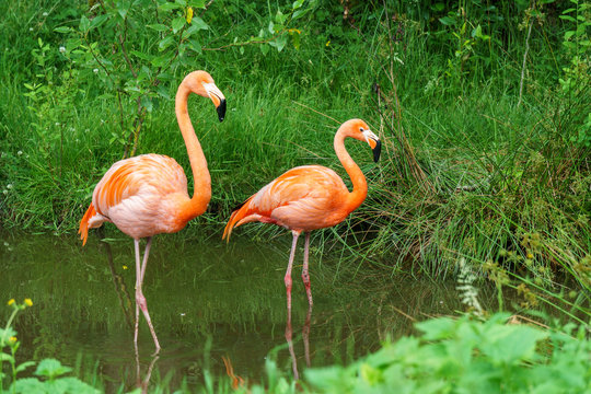 Fototapeta Greater Flamingo beautiful pink big bird in water in the nature habitat.