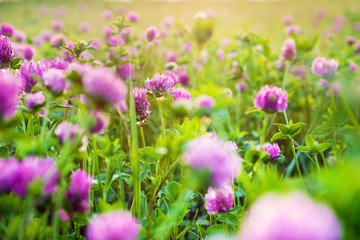 Pink flowers of clover in the evening, selective focus. Wildflowers. Nature background.