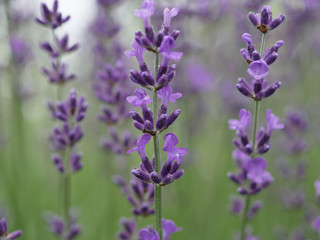 ラベンダー