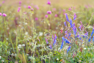 Meadow with flowers of tufted vetch (Vicia cracca) and blurred flowers of pink clover at the background, selective focus. Wildflowers. Nature background.