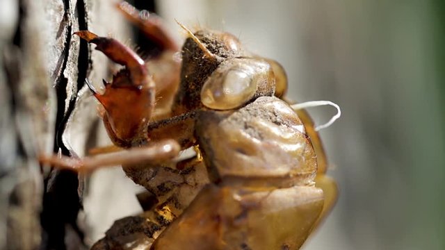 Close up of a brown cicada shell hanging on a tree by its claws. Macro view of an insect exoskeleton shell. Entomology specimen found in nature. 