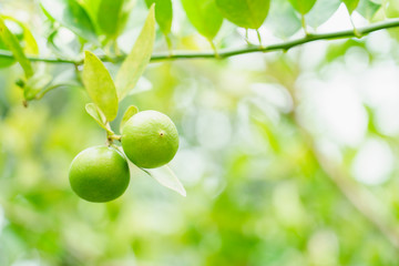 Lime or green lemon tree with blurred background.