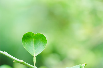 Beautiful heart shape of leaves plant tree ivy climber green tone blurred background with copy...