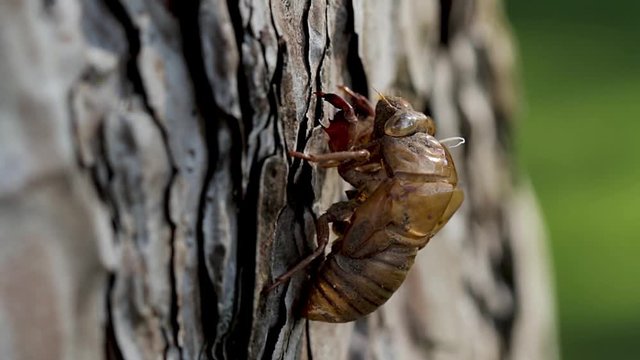 Panoramic view of a discarded cicada shell left behind after the metamorphosis process. Brown hard exoskeleton shell of a cicada nymph hanging from the bark of a tree stump. 