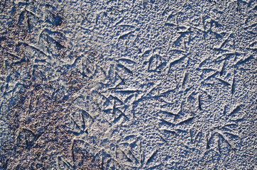 Looking down at the little feet patterns of the birds walking on the ground of the great salt lake. 