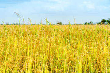 Beautiful gold rice field with blue sky.
