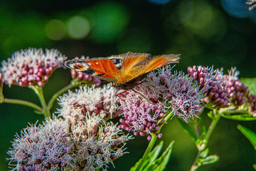 Pfauenauge auf Bärenklau