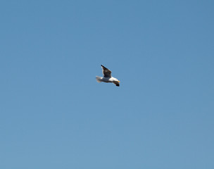 Western gull bird flies in the blue sky