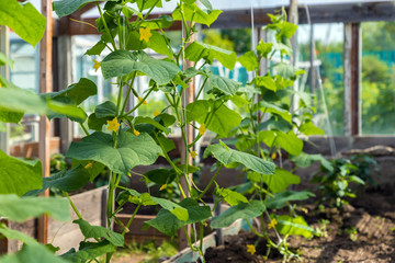 Cultivation of cucumbers in a greenhouse. Small cucumbers with flower and tendrils.