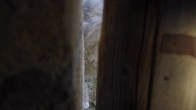 cat puppy appearing behing a wooden door in the countryside